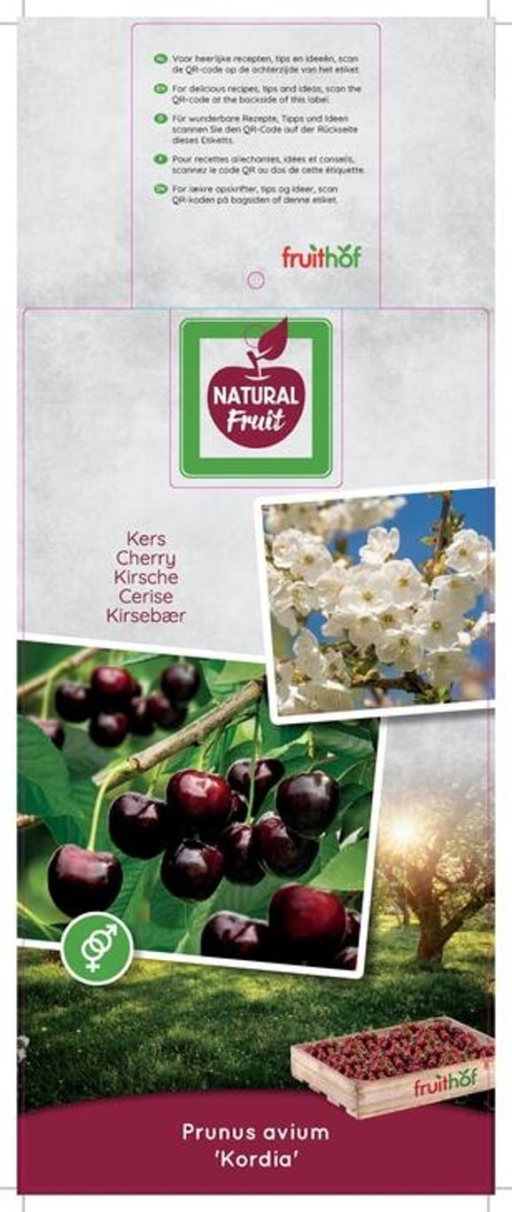 Prunus a. 'Kordia' - C7.5 Halfstem